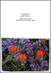 CRD Paintbrush Sage.jpg
